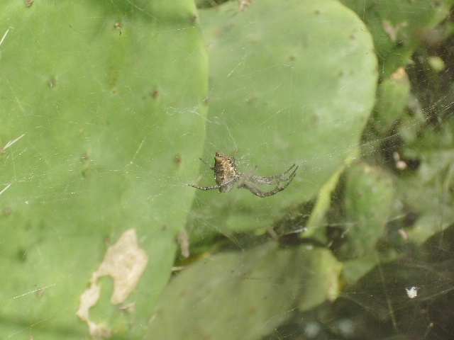 Cyrtophora citricola